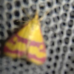 Pyrausta sanguinalis