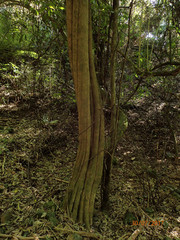 Alectryon excelsus excelsus