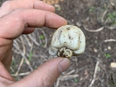 Agaricus inapertus
