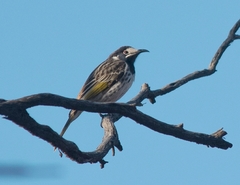 Purnella albifrons