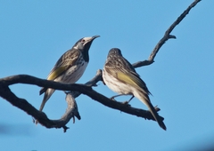 Purnella albifrons