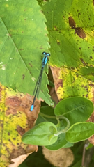 Enallagma geminatum