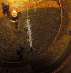Chaetaspis ohionis
