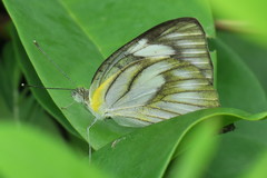 Appias libythea olferna