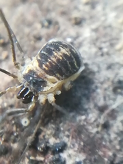 Mitostoma chrysomelas