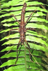 Acanthoclonia