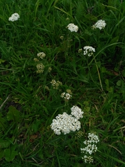 Achillea millefolium