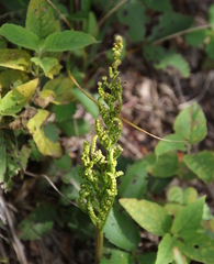 Sceptridium multifidum