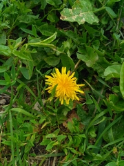 Taraxacum officinale