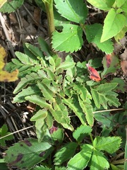 Sceptridium multifidum