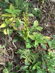 Sceptridium multifidum