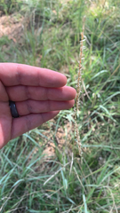 Tridens albescens
