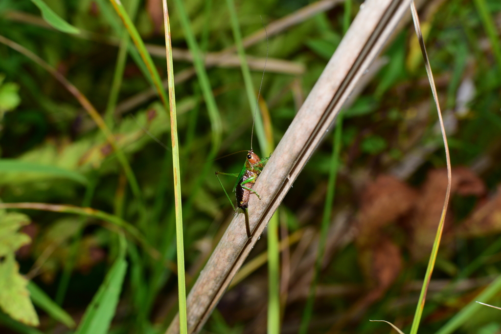 Black-sided Meadow Katydid