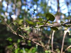 Coprosma spathulata spathulata