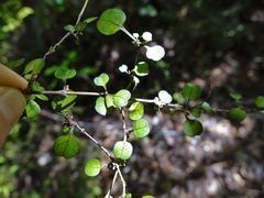Coprosma spathulata spathulata
