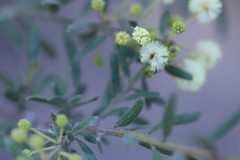 Acacia aspera