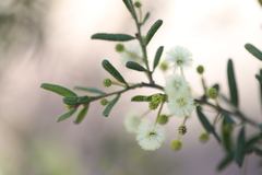 Acacia aspera