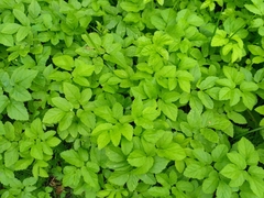Aegopodium podagraria