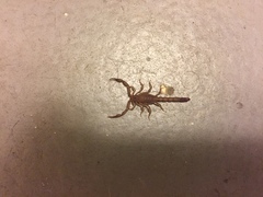 Serradigitus gertschi