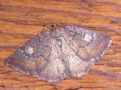 Apodasmia rufonigraria