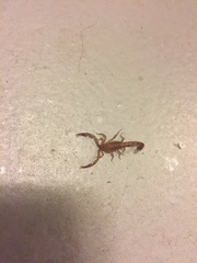 Serradigitus gertschi