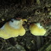Crepidotus croceotinctus - Photo (c) maricel patino, some rights reserved (CC BY-NC), uploaded by maricel patino