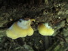 Crepidotus croceotinctus - Photo (c) maricel patino, some rights reserved (CC BY-NC), uploaded by maricel patino