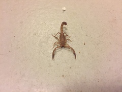 Serradigitus gertschi