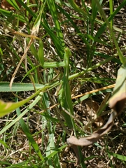 Mantis religiosa