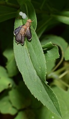 Eutreta noveboracensis