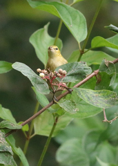 Setophaga castanea