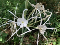 Hymenocallis occidentalis eulae