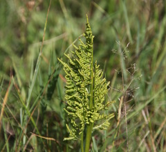 Sceptridium multifidum