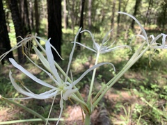 Hymenocallis occidentalis eulae