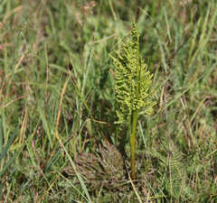 Sceptridium multifidum