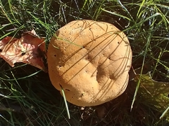 Pseudoinonotus dryadeus