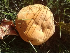 Pseudoinonotus dryadeus