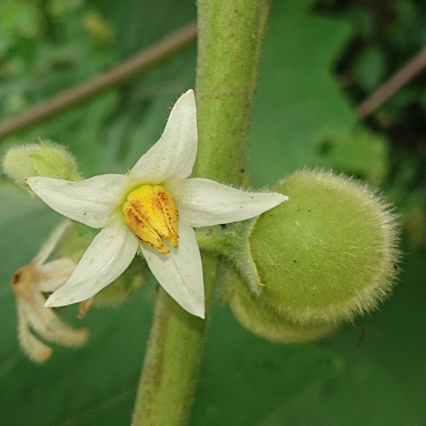 Solanum lasiocarpum