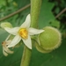 Solanum lasiocarpum - Photo (c) Sutthikhun Phaengphongsai, some rights reserved (CC BY-NC-SA), uploaded by Sutthikhun Phaengphongsai