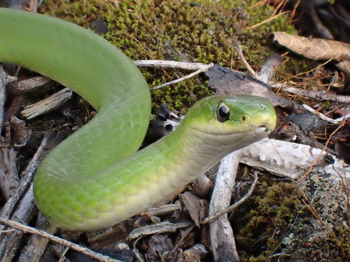 Smooth Greensnake photographed in Massachusetts