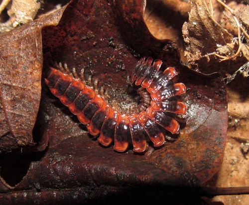 Canadian Flat-back Millipede photo 5