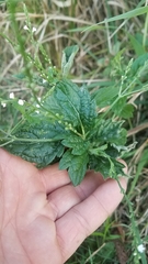 Verbena urticifolia