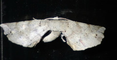 Oenochrominae