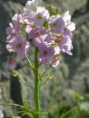Cardamine uliginosa