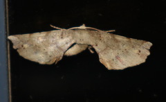 Oenochrominae