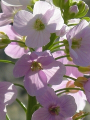 Cardamine uliginosa