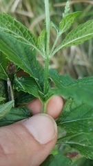 Verbena urticifolia