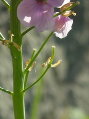 Cardamine uliginosa