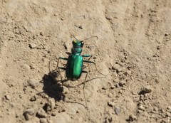Cicindela
