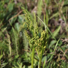 Sceptridium multifidum